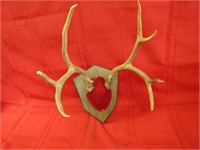 Deer antlers taxidermy. Wall mount.