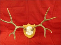 Elk antlers taxidermy. Wall mount.