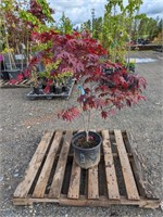 1 Japanese Maple