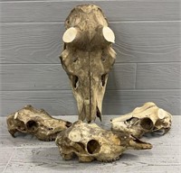 (1) Elk Skull & (3) Deer Skulls