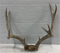 5x5 North Idaho Mule Deer Rack