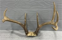 4x5 Idaho Whitetail Deer Rack