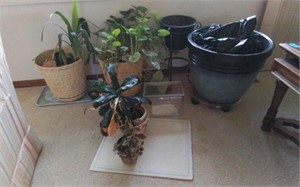 Plants and stands