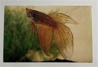 Vintage RPPC Postcard Rare Brown Betta!