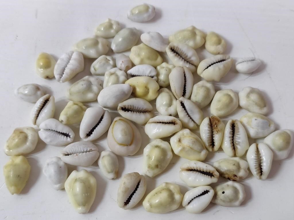 Cowrie Shells - 1 of the Earliest Forms of Money