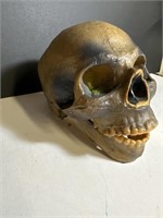 Spooky Scary Halloween Skeleton Skull