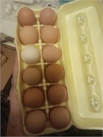 Barred Rock hatching eggs