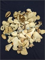 Seashell collection