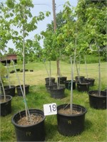 'Franks's Red' Red Maple Tree