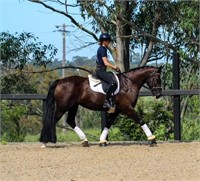 (NSW) ROSIE - CLYDESDALE X TB MARE