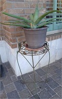 Aloe Vera Plant In Plastic Pot With Metal Stand