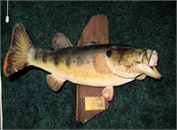 Trophy largemouth bass mount, 7.5 lbs.
