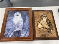 Owl Pictures