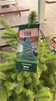 3 gallon Colorado Blue Spruce