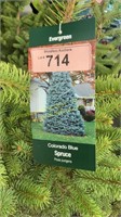 3 gallon Colorado Blue Spruce