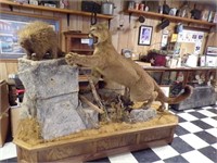 Mountain Lion & Porcupine Full Mount