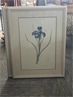 Blue Iris Prints