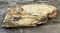 Large Piece Of Petrified Wood