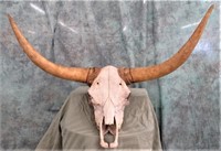 LONGHORN COW SKULL WITH LARGE HORNS