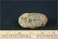 Trilobite Fossil, 84 grams
