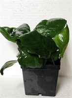 Anubias Nancon Mother pot