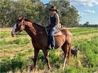 (NSW) DUKE - CLYDIE X GELDING