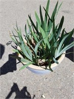 Planter pot with plant