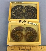 Pair of ammonite fossils, largest one is 1 1/2"