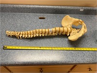 Spine Column Skeleton