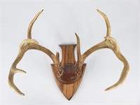 Mounted Deer Antlers