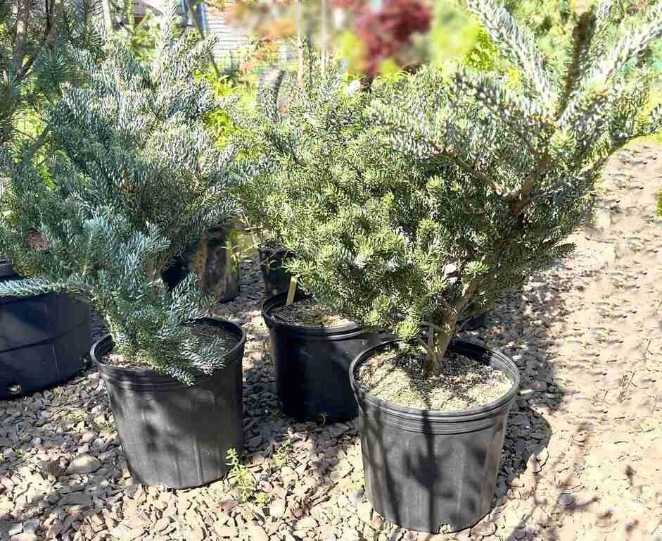 (3) Horstmans Siberlocke Fir - 3 gallon