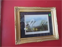 SET OF 4 PICTURES FRAMED- WHISTLING SWAN, AMERICAN