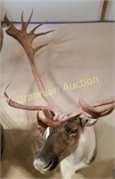 Shoulder Mount, Barren-ground Caribou