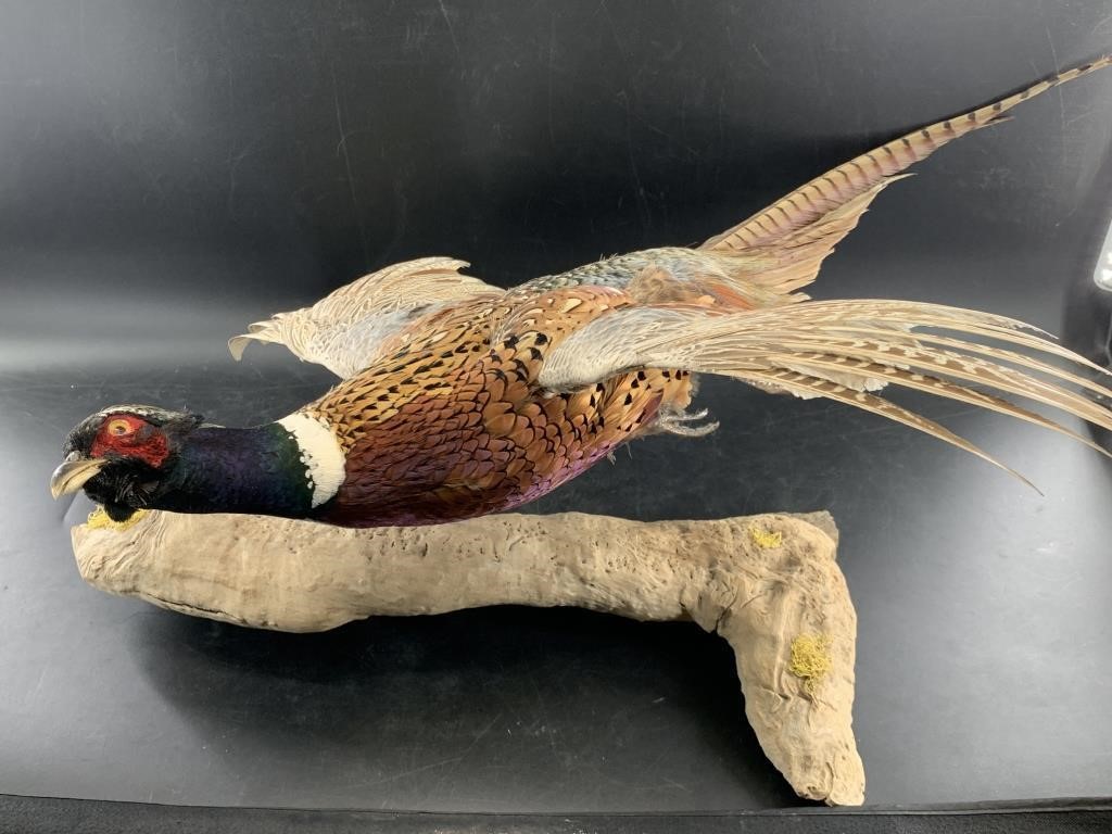 Taxidermized pheasant on a piece of driftwood with