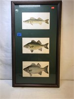 Framed “Fishes of Pennsylvania” Lithographs