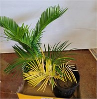 SEGO PALM PLANT