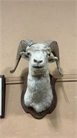 BIG HORN SHEEP MOUNT ON PLAQUE