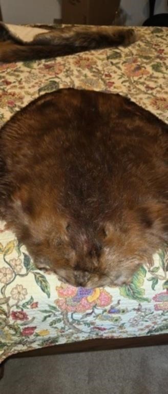 Canadian beaver tanned pelt 30 inches