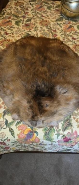 Thirty inch tanned beaver pelt