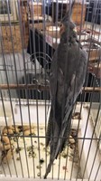 Male cockatiel