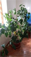 Live Chinese Hibiscus Tree 67"T, 60"W
