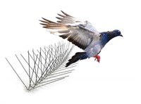Extra Wide 8-inch Stainless Steel Bird Spikes