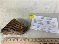 Mammoth Tooth Fossilized, 25,800 Years Old