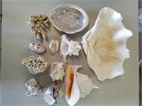 Large Collection of Large Sea Shells