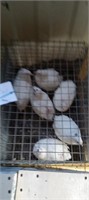 White quail