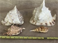 Seashell lot