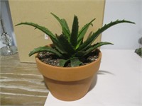 Healthy Aloe Plant