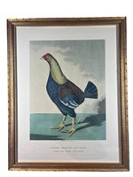 A Streaky Breasted Red Dunn Framed Etching