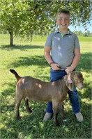 Cole Clevenger - Goat