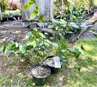 (2) Lemon Trees - 1 gallon pots